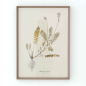 Preview: Gerahmte Illustration „Astragalus Hians" von Flamant