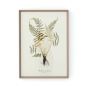 Preview: Gerahmte Illustration „Blechnum Occidentale" von Flamant