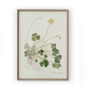 Preview: Gerahmte Illustration „Oxalis Compressa" von Flamant