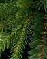 Preview: Pinus Zweigspitzen, Detail