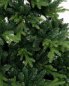 Preview: Pinus Zweigspitzen, Detail