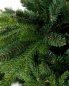Preview: Pinus Nadelbild, Detail