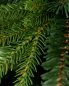 Preview: Pinus Zweigspitzen, Detail
