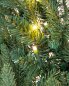 Preview: Pinus Zweige mit LED, Detail