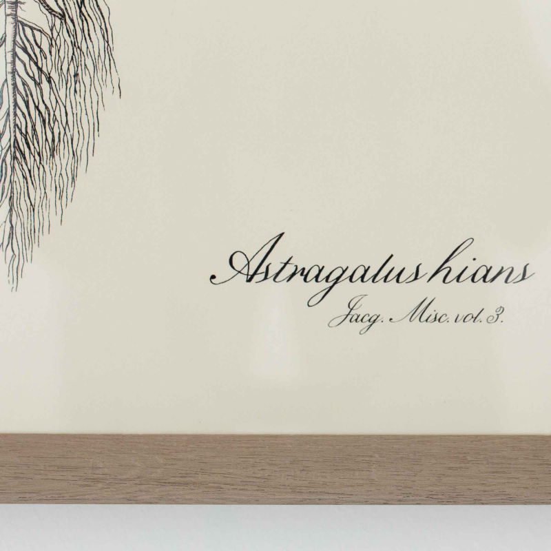 Preview: Gerahmte Illustration „Astragalus Hians" von Flamant