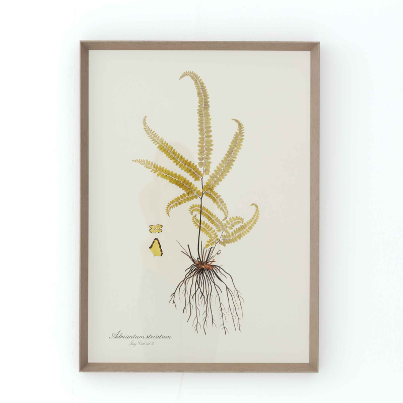 Preview: Gerahmte Illustration „Adriantum Striatum" von Flamant
