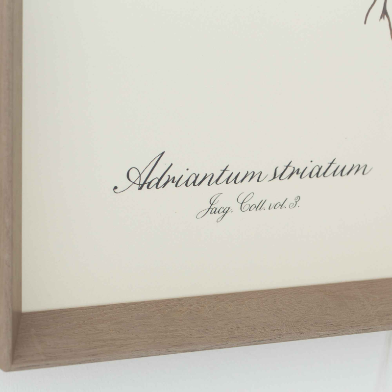 Preview: Gerahmte Illustration „Adriantum Striatum" von Flamant