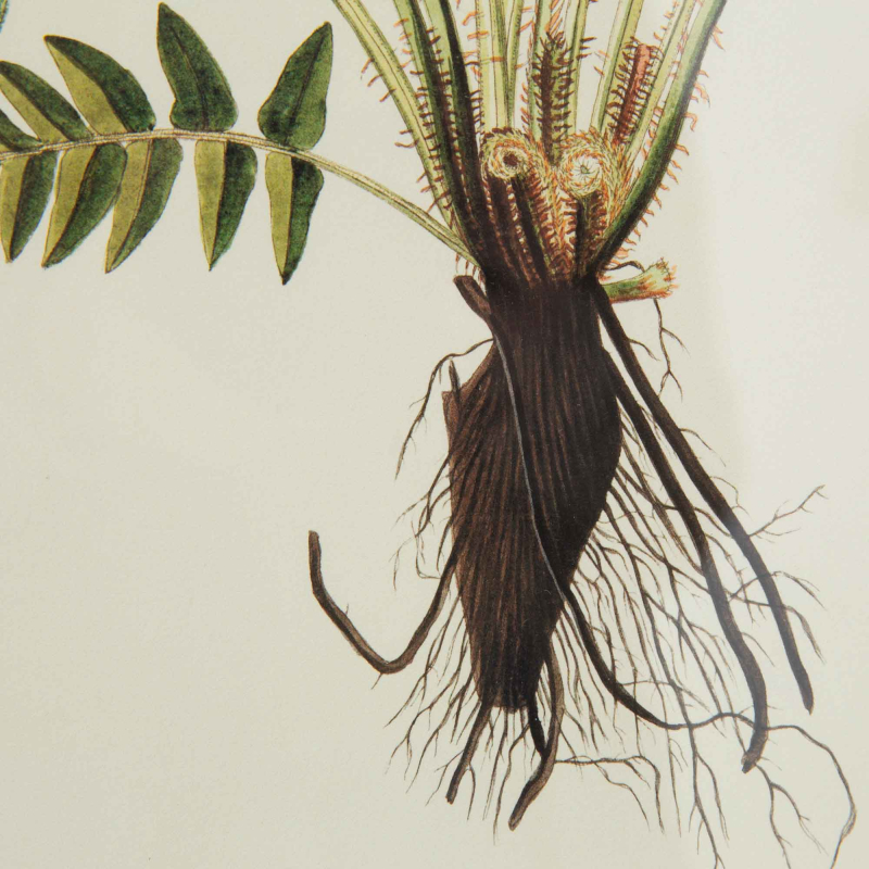Gerahmte Illustration „Blechnum Occidentale" von Flamant