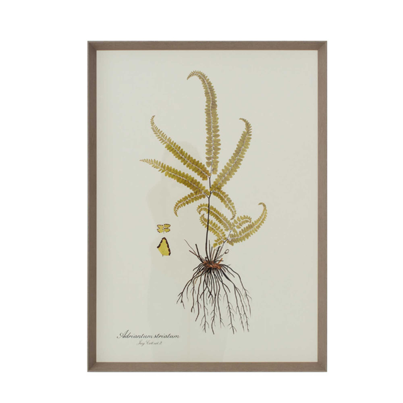 Gerahmte Illustration „Adriantum Striatum" von Flamant