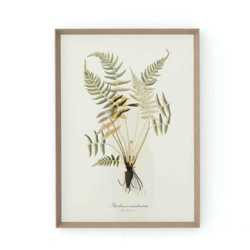Gerahmte Illustration „Blechnum Occidentale" von Flamant