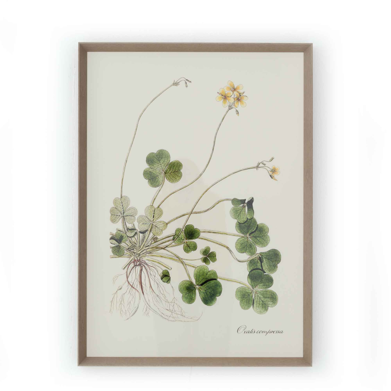 Gerahmte Illustration „Oxalis Compressa" von Flamant
