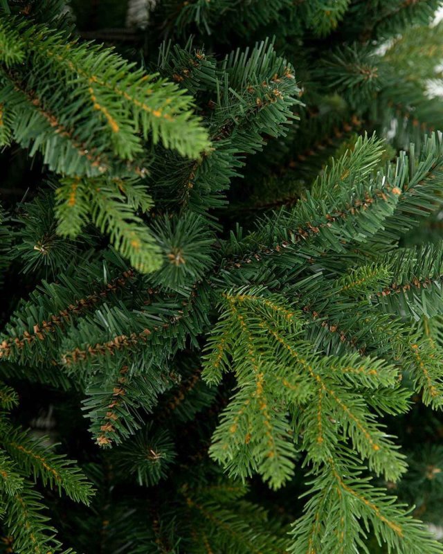 Preview: Pinus Nadelbild, Detail