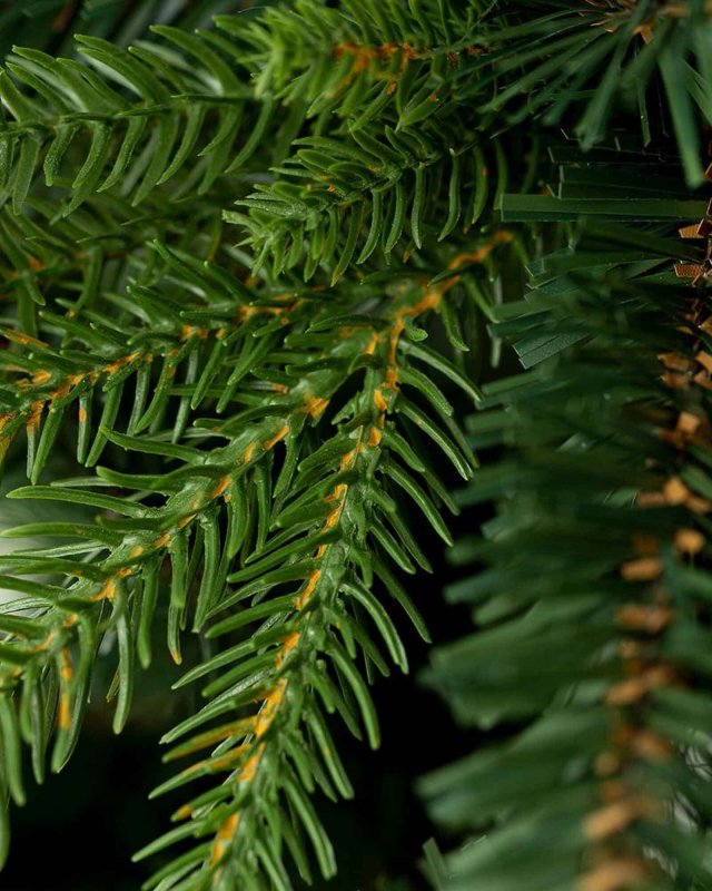 Pinus Zweigspitzen, Detail