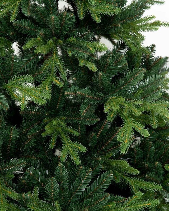 Pinus Zweigspitzen, Detail