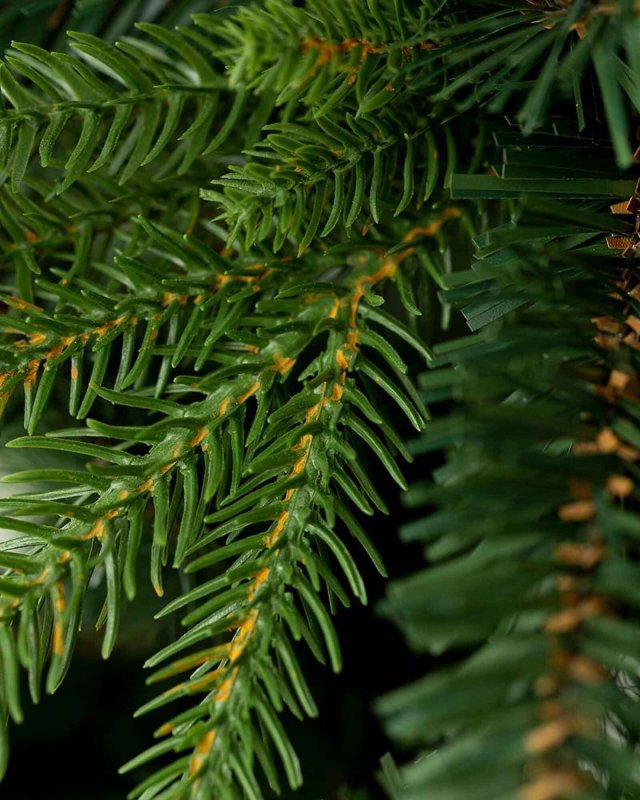 Pinus Zweigspitzen, Detail