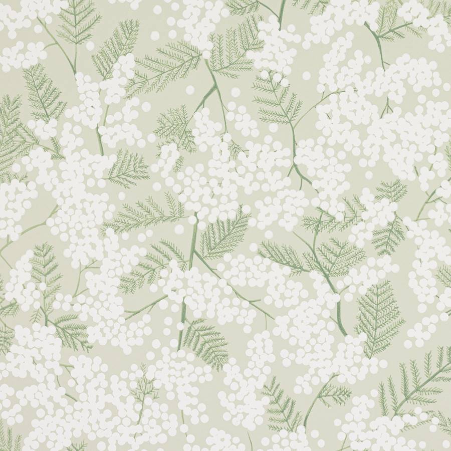 Mimosa Green