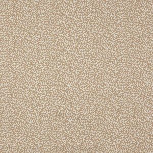 Apolline Dune