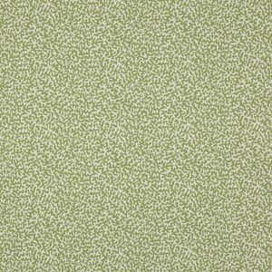 Apolline Kiwi