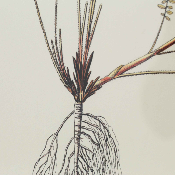 Gerahmte Illustration „Astragalus Hians" von Flamant