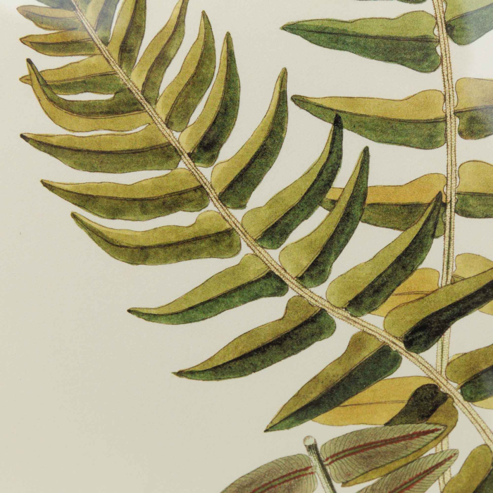 Gerahmte Illustration „Blechnum Occidentale" von Flamant