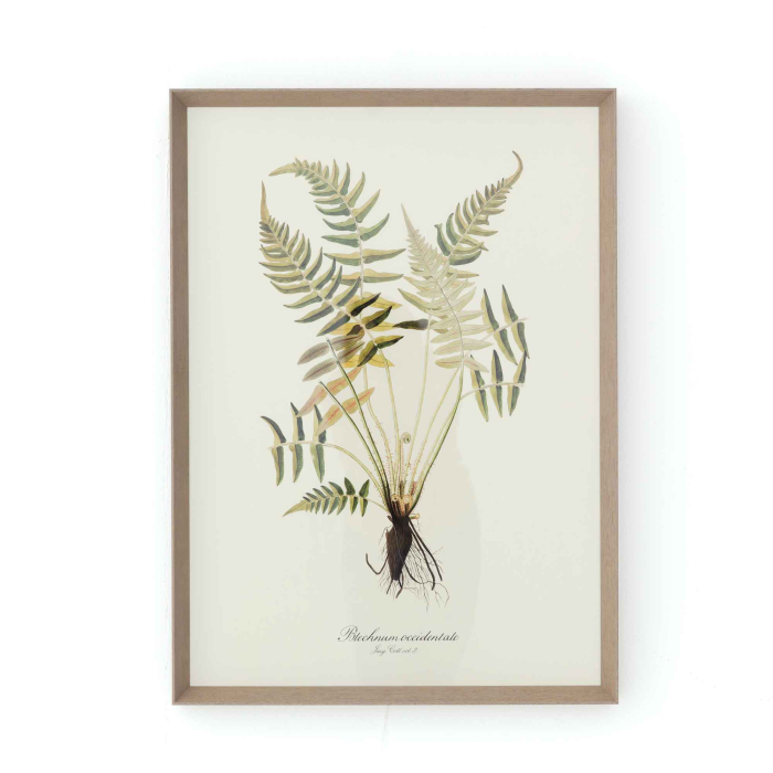 Gerahmte Illustration „Blechnum Occidentale" von Flamant