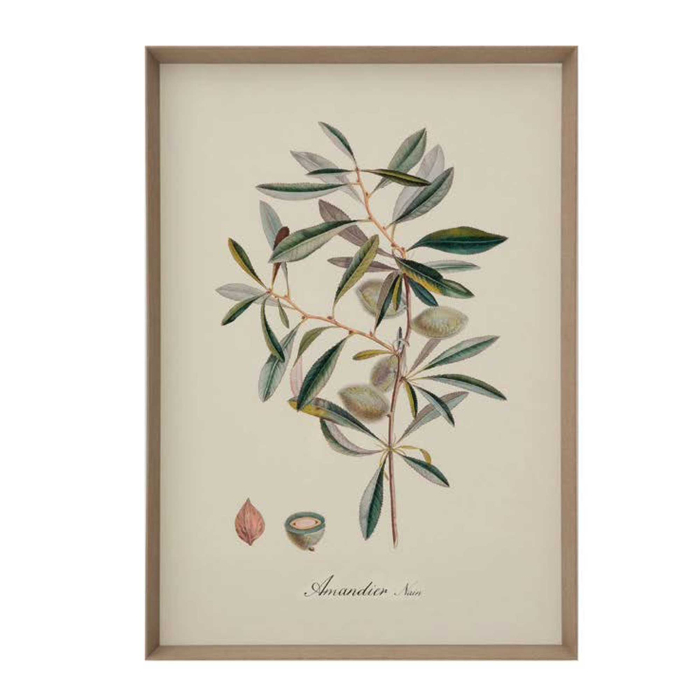 Gerahmte Illustration „Amandier" von Flamant