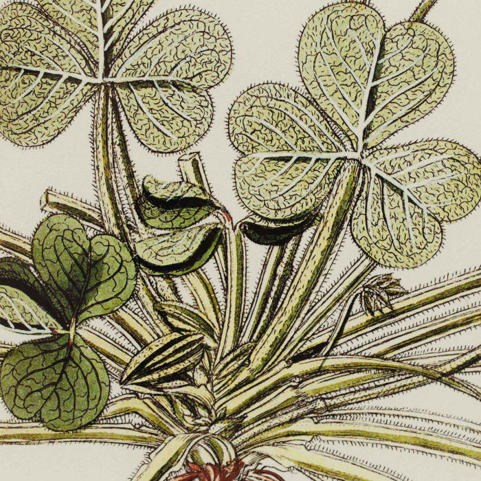 Gerahmte Illustration „Oxalis Compressa" von Flamant