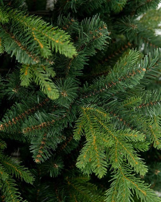 Pinus Nadelbild, Detail