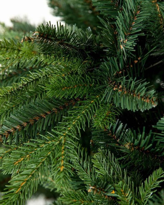 Pinus Nadelbild, Detail